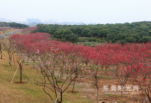 ��ɽ���̵����л