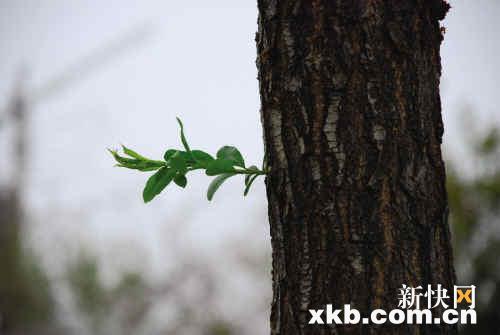 单车一族推动低碳出行