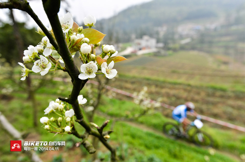 梨花竞相开放 春意盎然 梨花竞相开放 春意盎然
