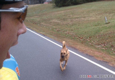 骑车时遇到凶狗的几点应对技巧