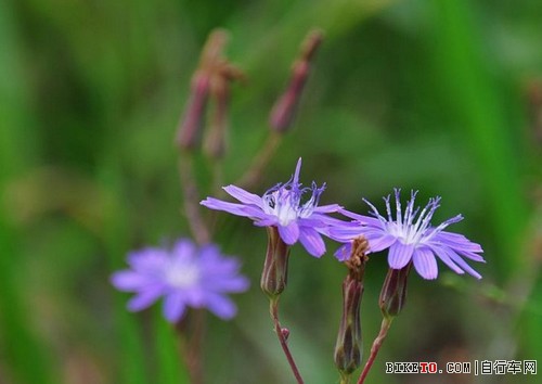 曲菜娘子.jpg 曲菜娘子.jpg