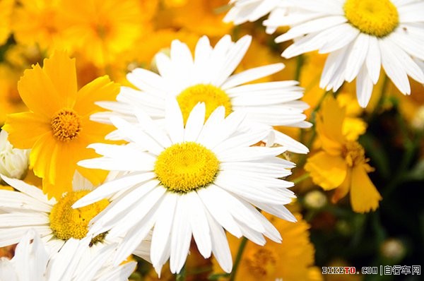 路边花开1.jpg 路边花开1.jpg