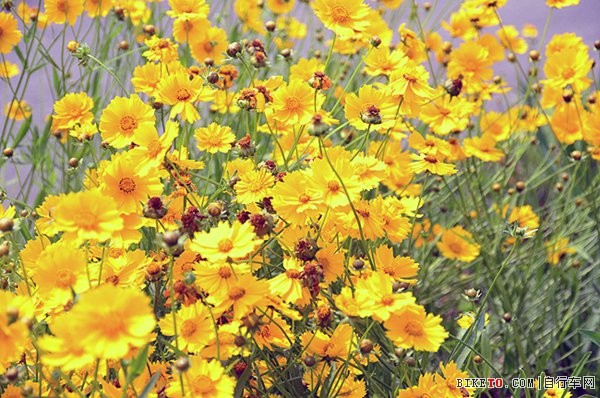 路边花开2.jpg 路边花开2.jpg