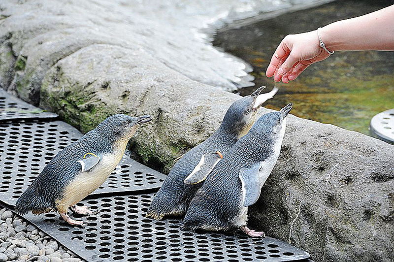 国外骑游,骑行活动,新西兰骑行,新西兰皇后镇,皇后山地车公园 国外骑游,骑行活动,新西兰骑行,新西兰皇后镇,皇后山地车公园