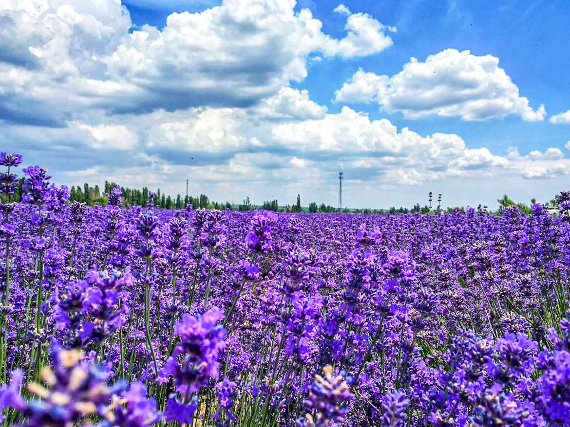 独库公库 独库公库