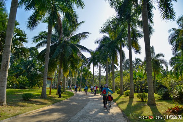 在椰林中穿行 在椰林中穿行