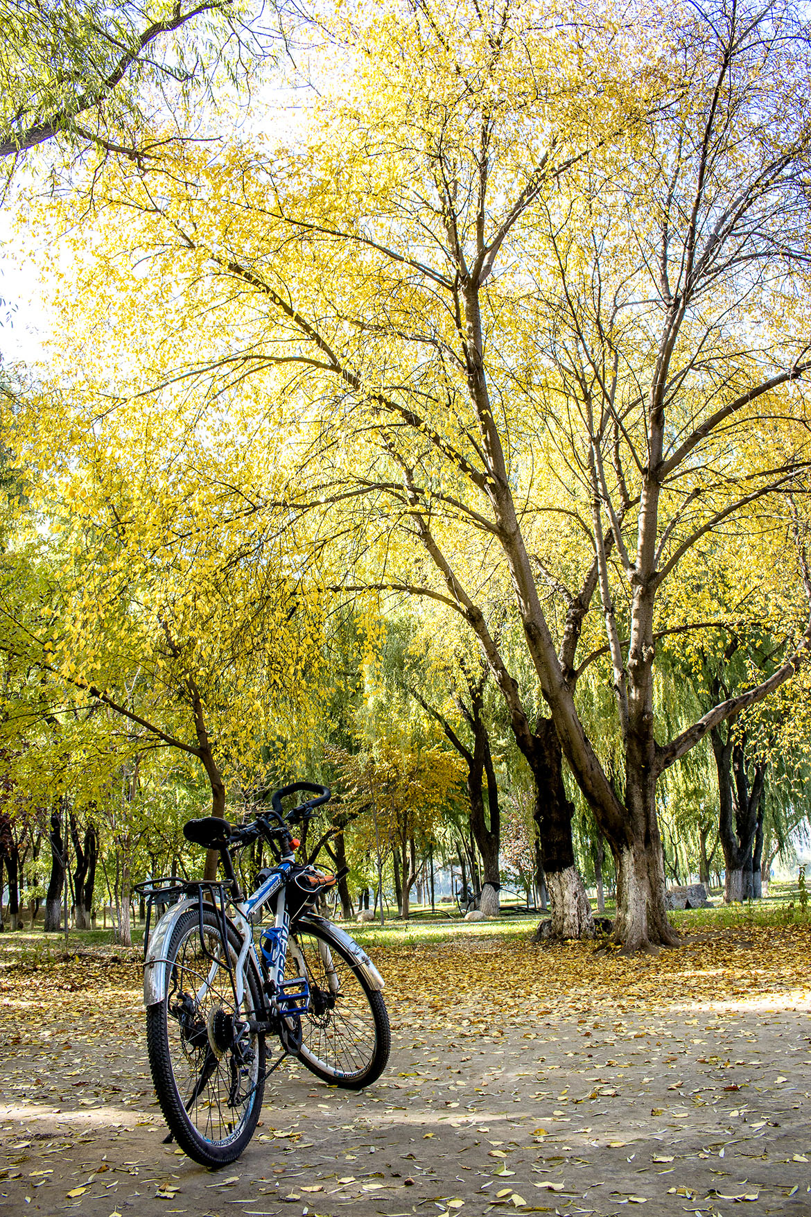 金色树林.jpg 金色树林.jpg