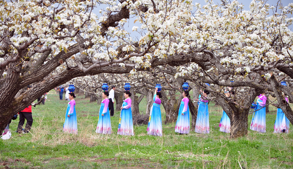 苹果梨花.jpg 苹果梨花.jpg