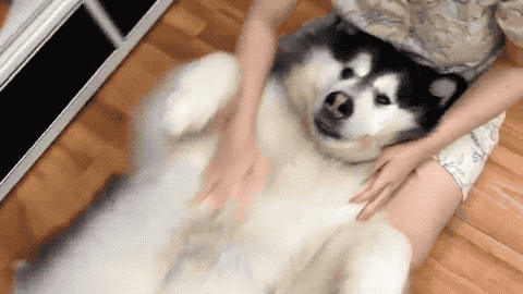 56524120_2339825376301794_4605796785040916480_n.2019-08-23 20_45_15.gif 56524120_2339825376301794_4605796785040916480_n.2019-08-23 20_45_15.gif