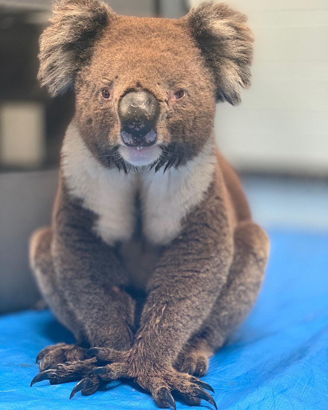 80782412_775591212946707_2853934854627471819_n.jpg 80782412_775591212946707_2853934854627471819_n.jpg