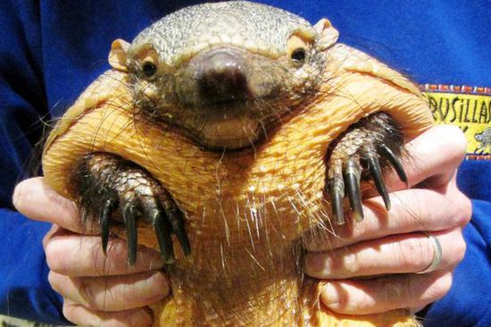 �ֳ��������