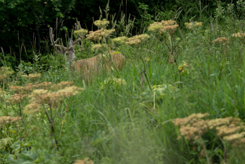 SPECIALIZEDСС�ֵ���