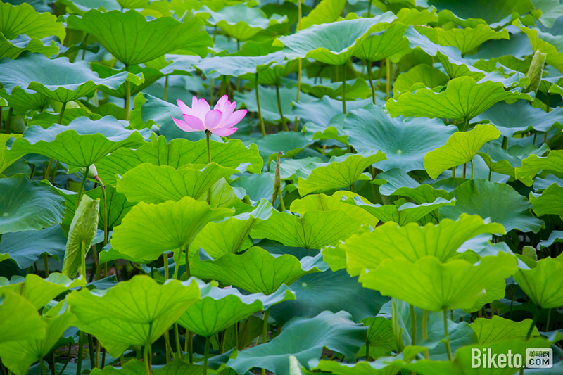 薰风六月下江南 STC常熟尚湖铁人三项赛开放报名 薰风六月下江南 STC常熟尚湖铁人三项赛开放报名