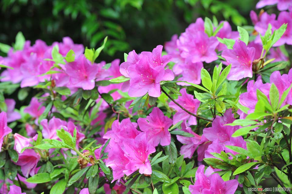 井冈山国际山地自行车赛,井冈山,山地自行车,山地车赛,湖光山色,杜鹃花