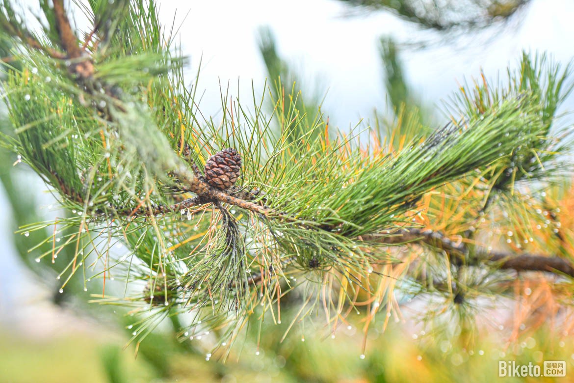 富龙自行车国际公开赛