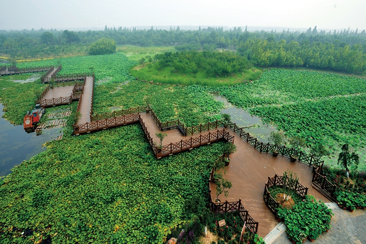 环上海,荷花节 环上海,荷花节
