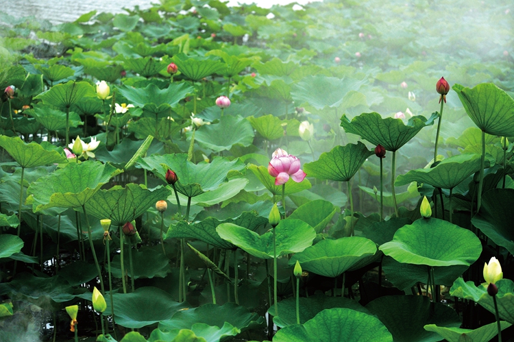 环上海,荷花节 环上海,荷花节