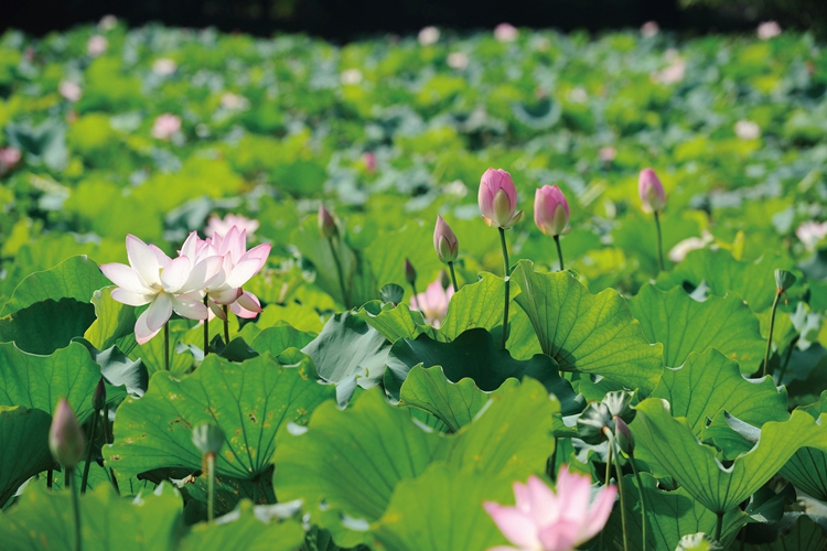 环上海,荷花节 环上海,荷花节