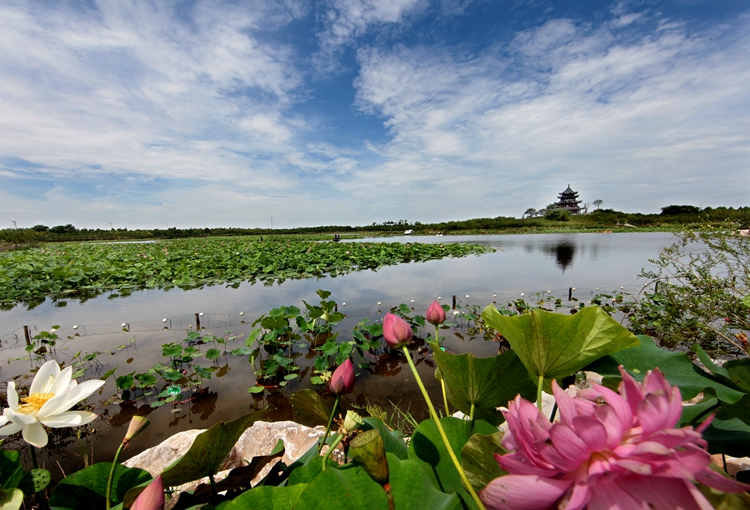 环上海,荷花节 环上海,荷花节