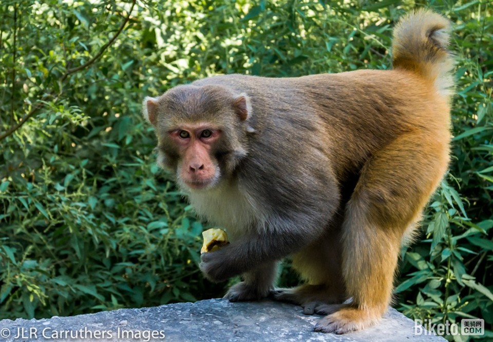 ϲ������ɽ��Ӣ��������