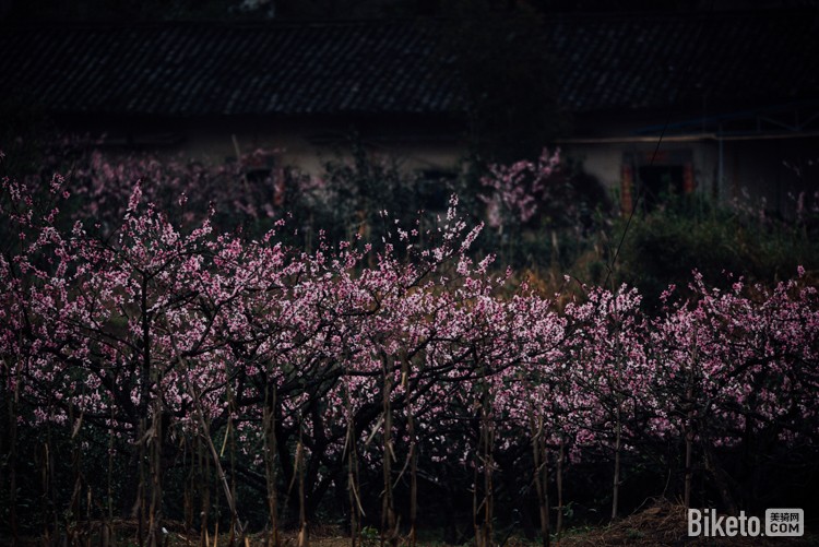 黄山赛,赛道考察,桃花林,黟县风光 黄山赛,赛道考察,桃花林,黟县风光