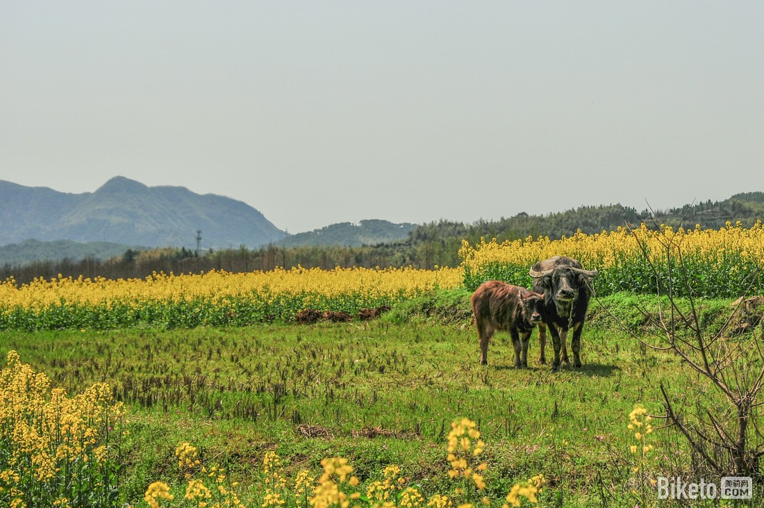黄山赛 黄山赛