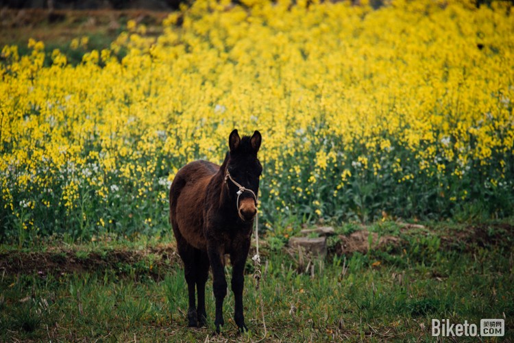 黄山赛,赛道考察,“吉祥物”,黟县风光 黄山赛,赛道考察,“吉祥物”,黟县风光