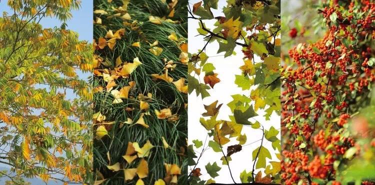 stc大铁联赛 stc大铁联赛