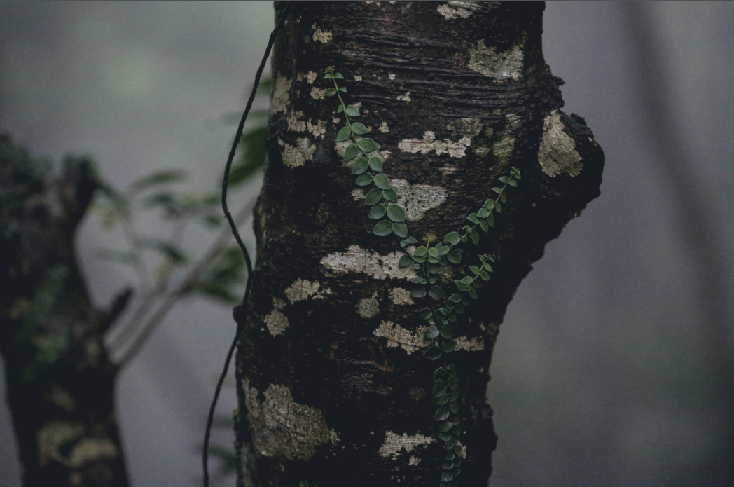 gdl广东速降联赛