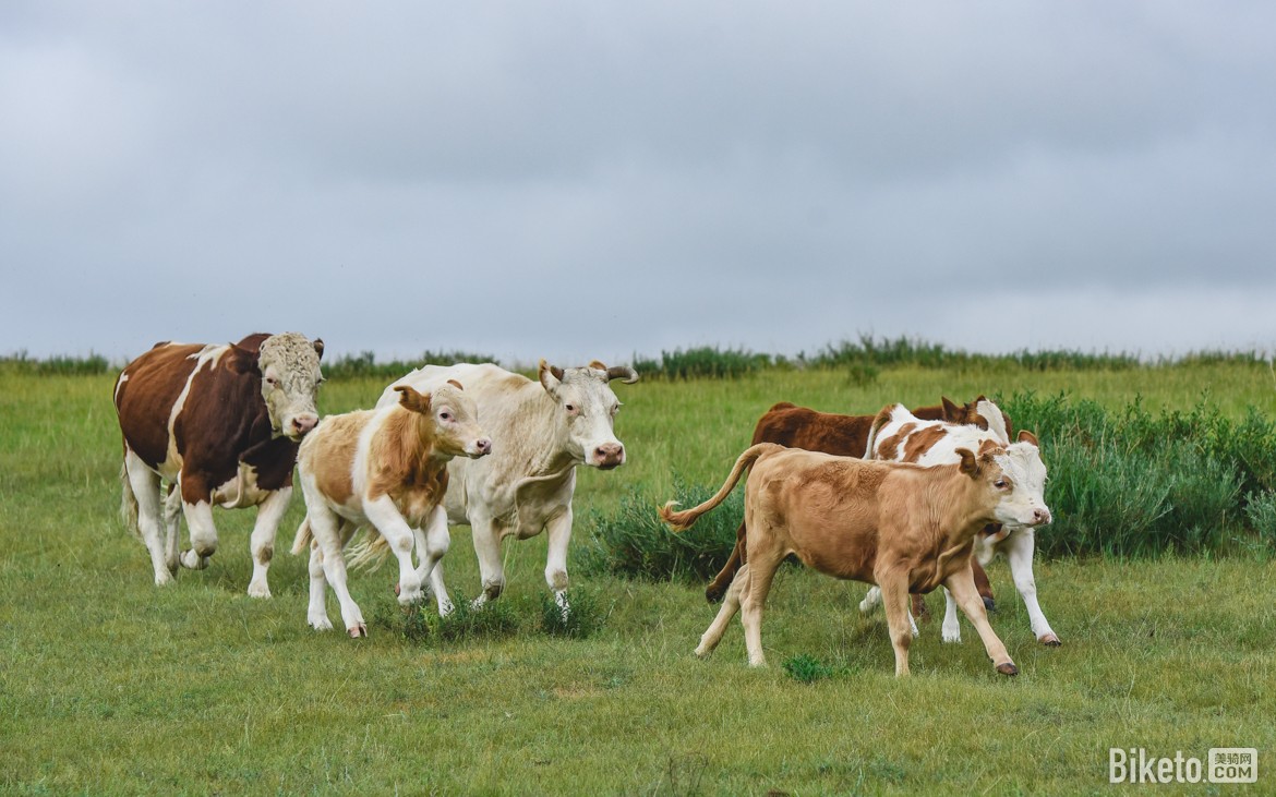 铁木真赛铁木真赛