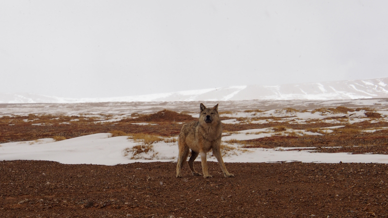 װ&̵,,2016гԽǼ,̸