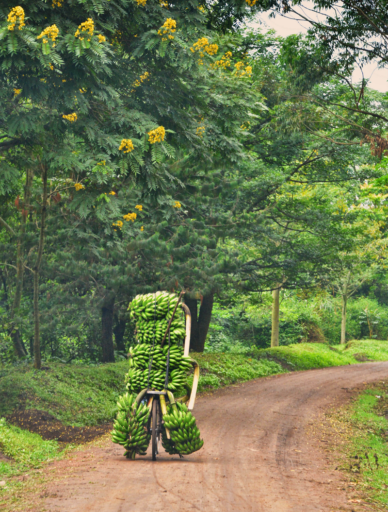 自行车运输业,布隆迪,印度阿三,自行车特技 自行车运输业,布隆迪,印度阿三,自行车特技