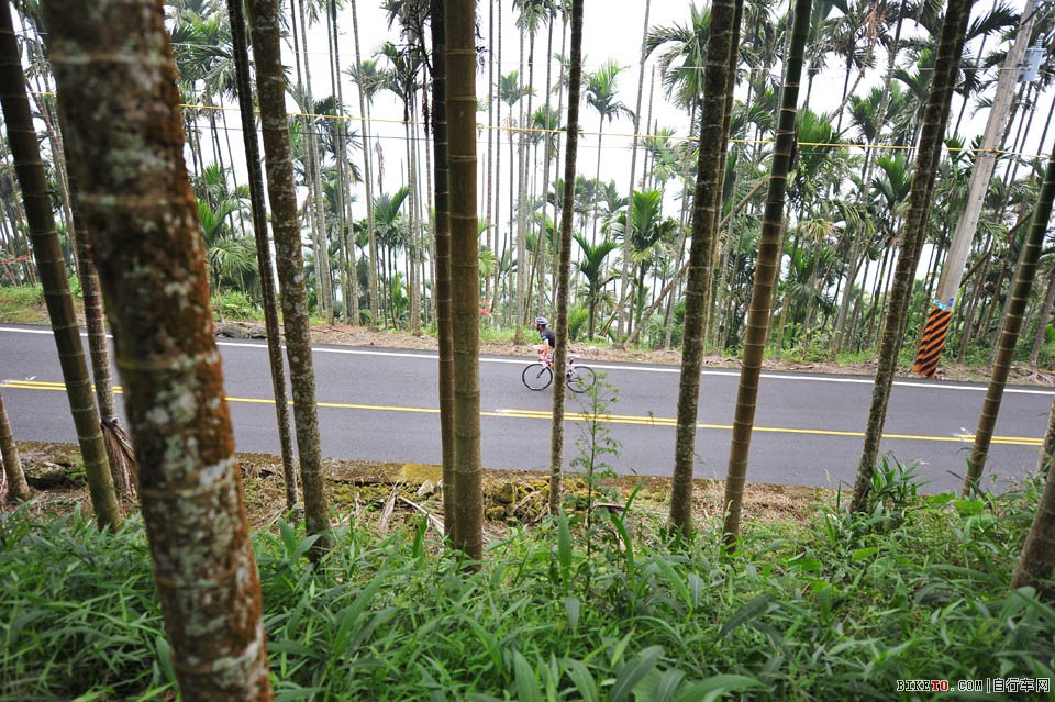 环台湾,环台湾骑游,骑游,北横线,槟榔树