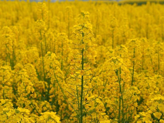 带上小折去旅行:峨嵋半山,风雨柳江之ANEMOS随拍(附安检小插曲)