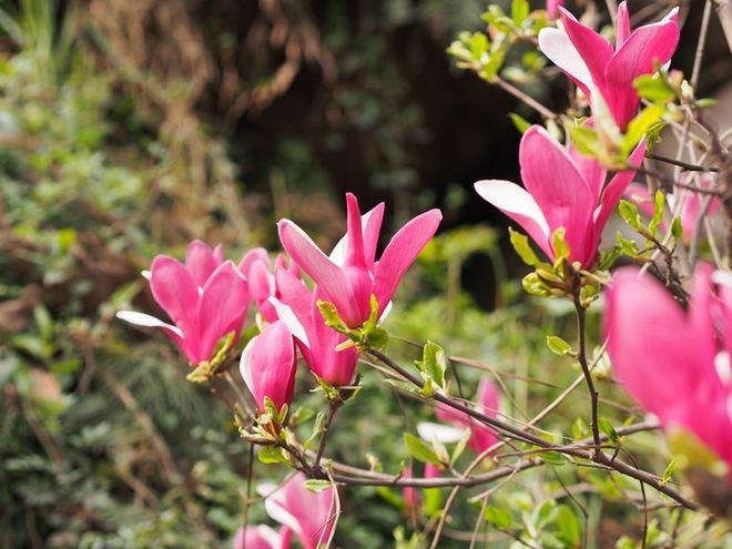 带上小折去旅行:峨嵋半山,风雨柳江之ANEMOS随拍(附安检小插曲)