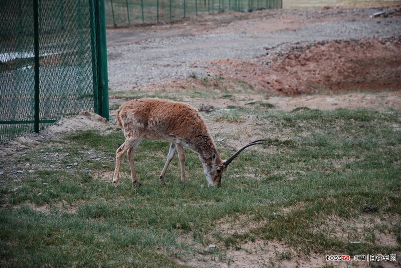 那些个兄弟以及那些风景......说说我的青藏故事