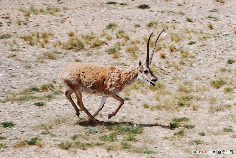 那些个兄弟以及那些风景......说说我的青藏故事