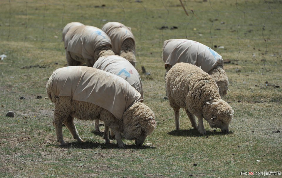 山地穿越骑行活动之AM穿越康乐草原