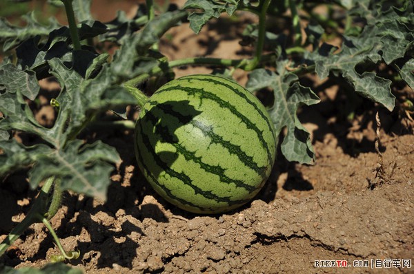 骑行川滇,徒步雨崩,车友游记,自行车旅行游记,骑行游记