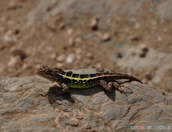 上虎跳,中虎跳,玉龙雪山,单车旅行