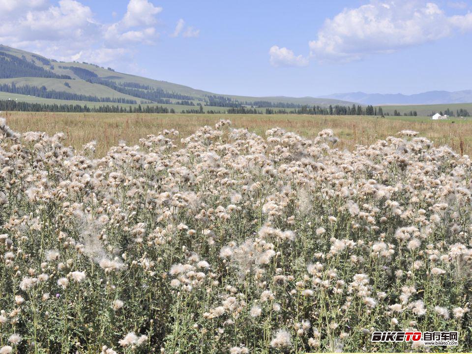 大美新疆骑行活动 -- FOCUS焦点单车俱乐部