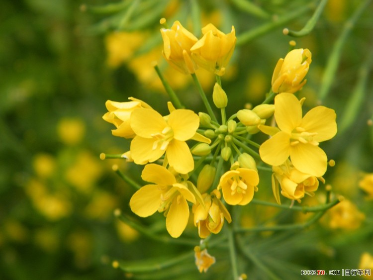 肇庆鼎湖坳头岭“农家大锅饭” 肇庆鼎湖坳头岭“农家大锅饭”