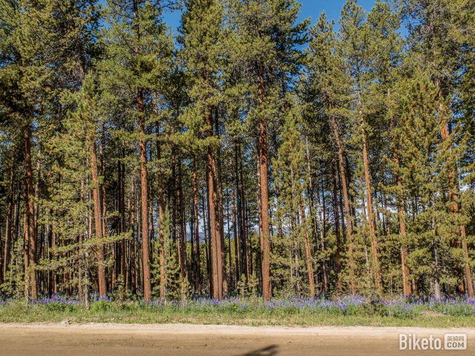 葱绿的针叶林 葱绿的针叶林