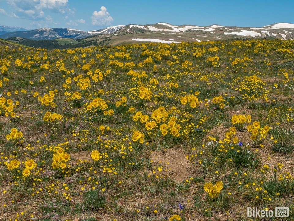 遍地黄花 遍地黄花