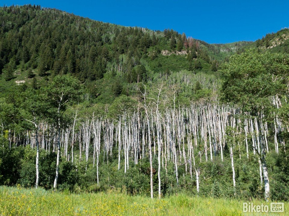 耀眼的白色树皮 耀眼的白色树皮