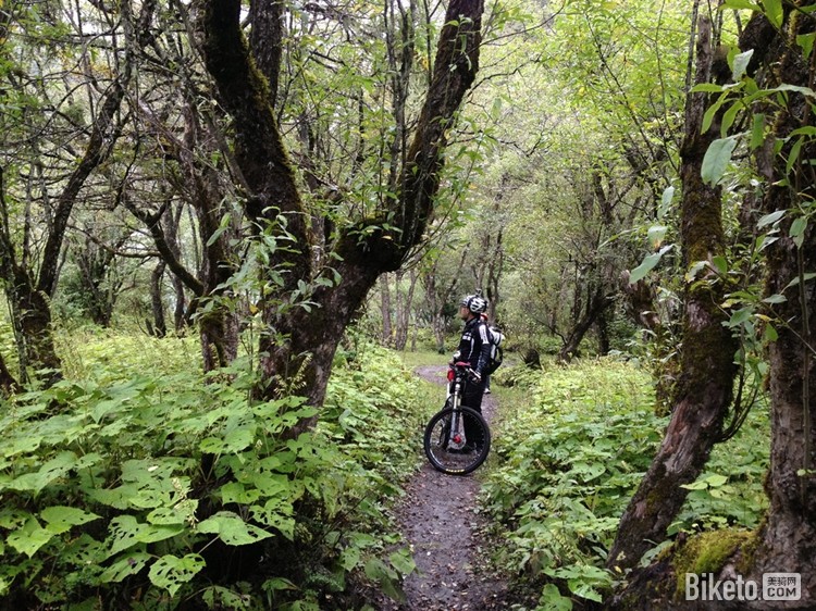 森林穿越 森林穿越