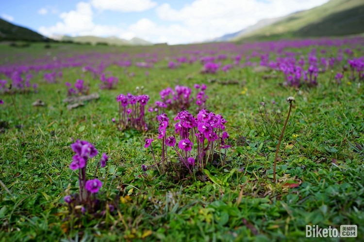 鲜花盛开 鲜花盛开