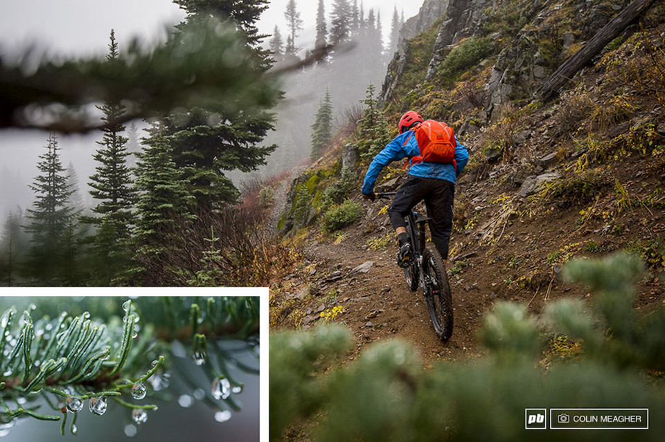 ��֦�ı���