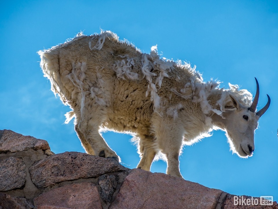 好伟岸的山羊 好伟岸的山羊