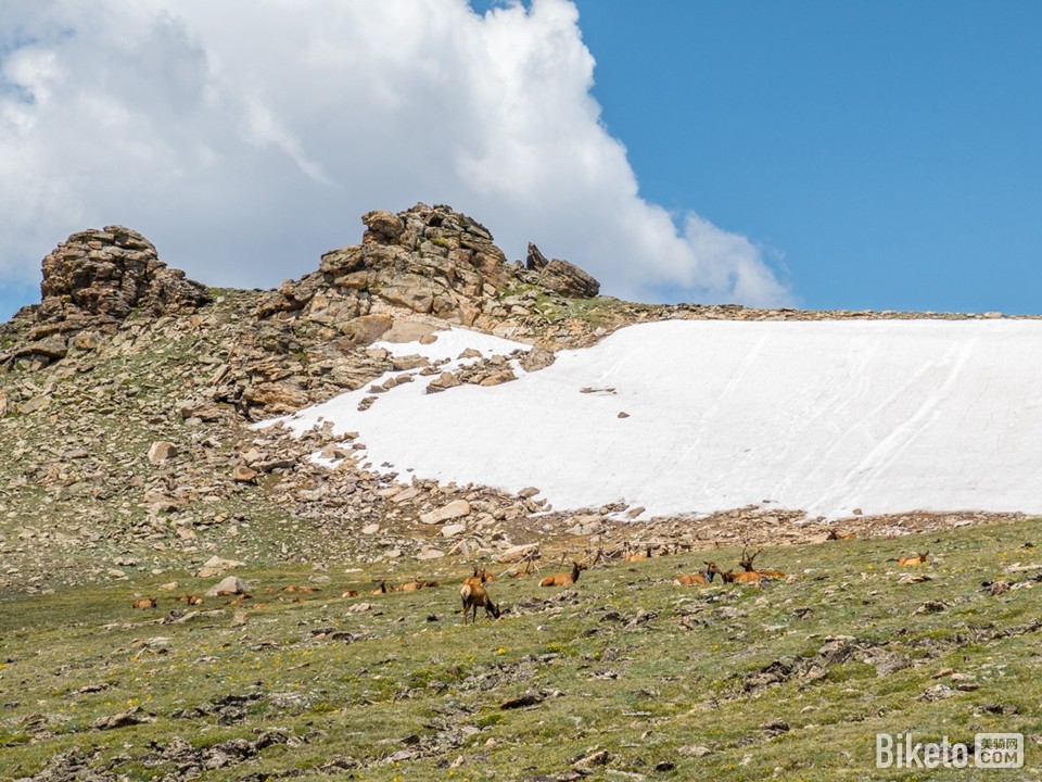 路边的鹿 路边的鹿